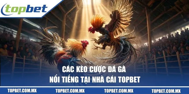 Các kèo cược chọi gà phổ biến tại nhà cái TOPBET